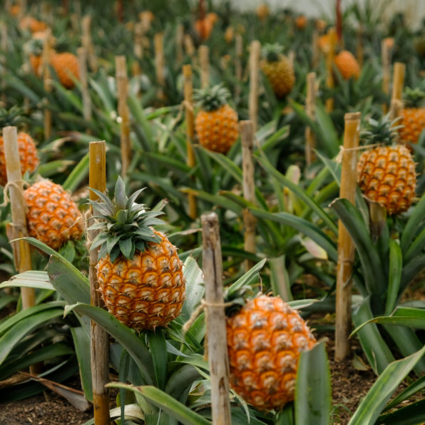 Ananas im Gewächshaus anbauen Ananasfruechte in einer traditionellen Gewaechshausplantage auf den Azoren Ananas im Gewächshaus anbauen